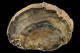 Polished Petrified Wood Log - Arizona #147928-1